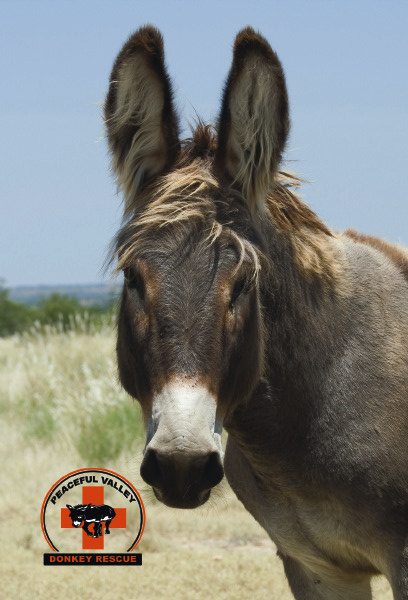 Postcard for Peaceful Valley Donkey Rescue.