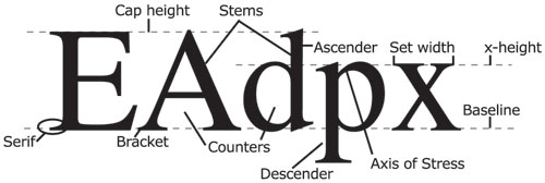 type_anatomy