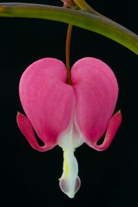 lady-in-the-bath Inspiration blossoms in surprising ways. You just have to keep your eyes - and your mind - open.