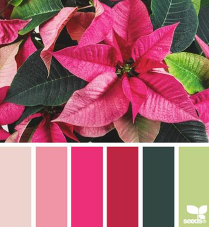 Design Seeds® for all who ❤ color poinsettia brights - Google Chrome_2013-12-09_12-22-26-Optimized