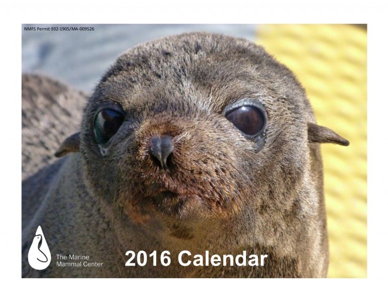 marinemammal-calendar