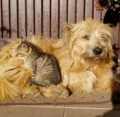 Web and print marketing: Co-dependent species Web and print marketing: Co-dependent species