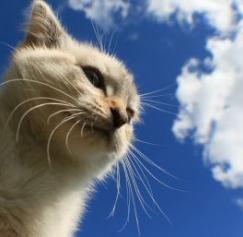 The ancient art of cat juggling The ancient art of cat juggling