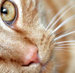 Marketing: What Pets Know That We Don't Marketing: What Pets Know That We Don't