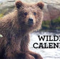 calendar marketing
