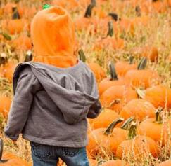 Fall festival marketing